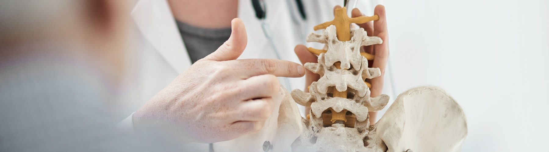 Person examining a model of the human spine