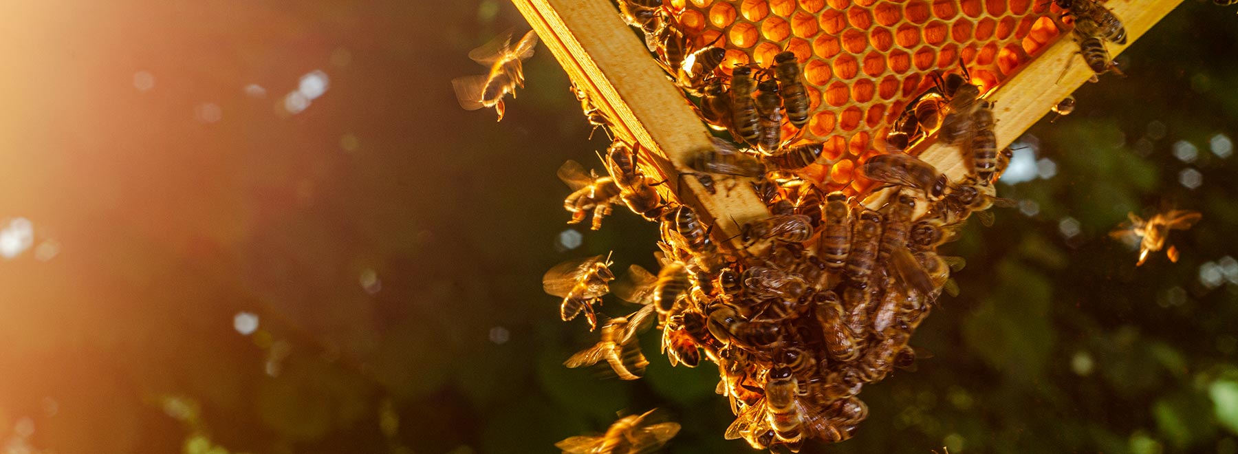 Bees flying around and gathering on a honey comb