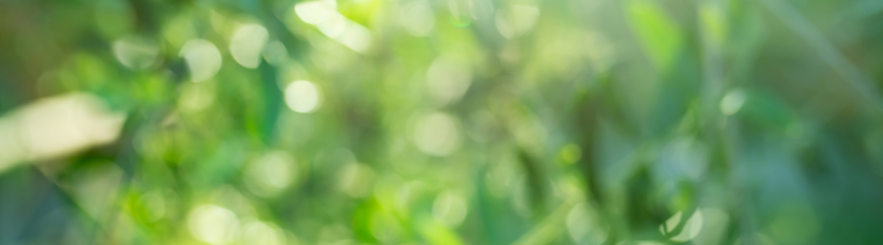 View of blurred trees in a forest