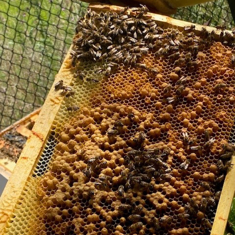 Bees on a honeycomb