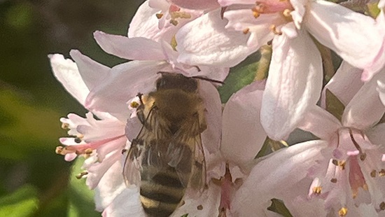 Honey bee pollinating a pink flower