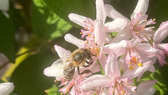 Honey bee pollinating a pink flower