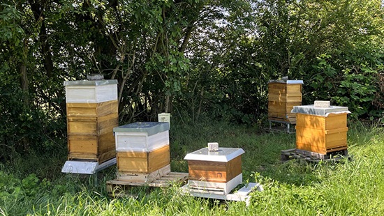 Beehives in a farmer field