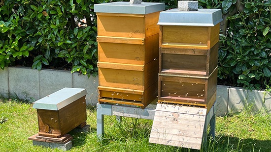 Beehives with bees flying around