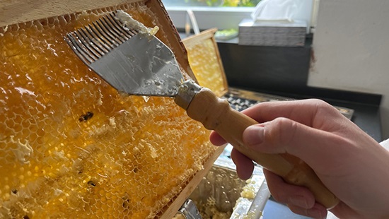 Honey being removed from a honeycomb