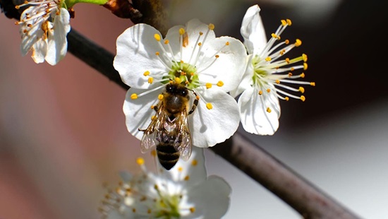 Honey bee pollinating at white flower
