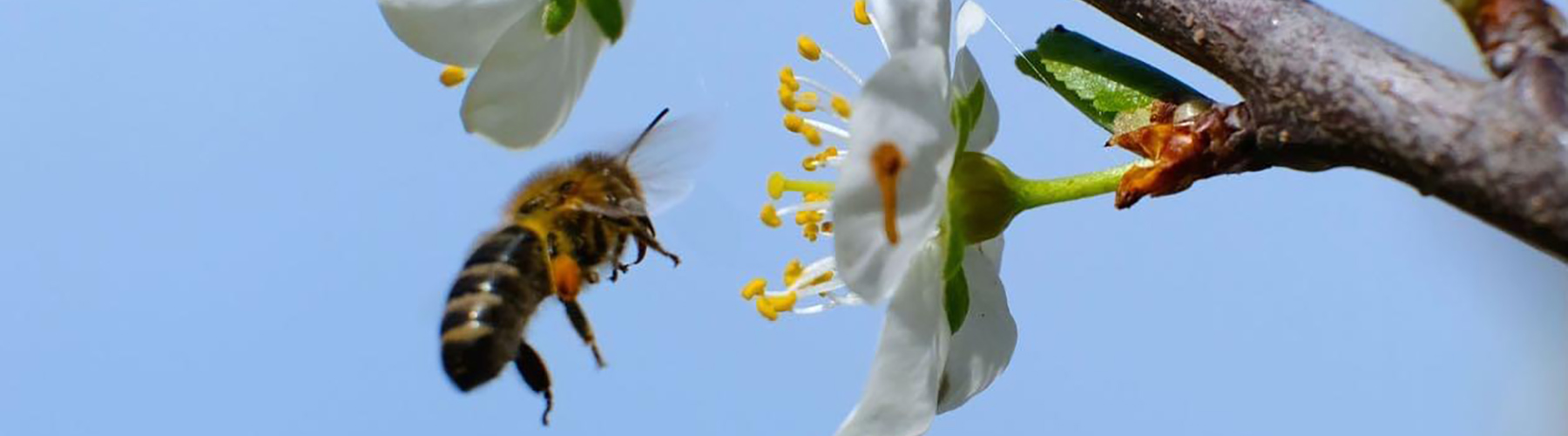Honey bee flying towards a white flower