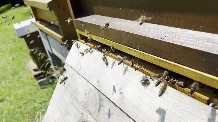 Honey bees flying in and out of their hive