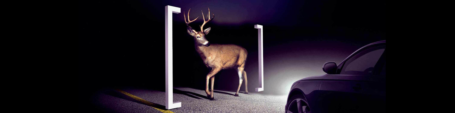 Thermal sensing on a vehicle picking up a deer on the road at night