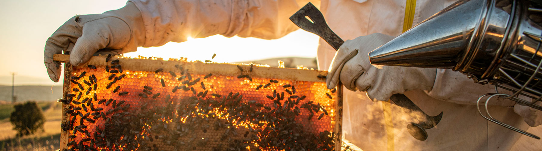 Person removing a honeycomb from a bee hive