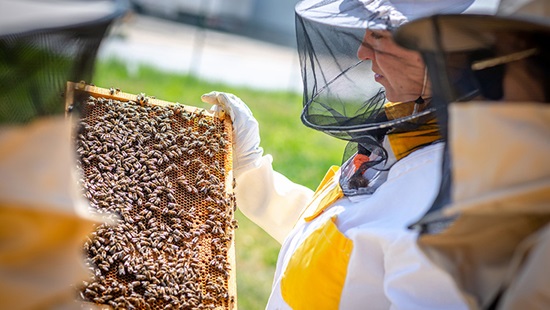 Silvia Viazankova looking at bees on a honeycomb