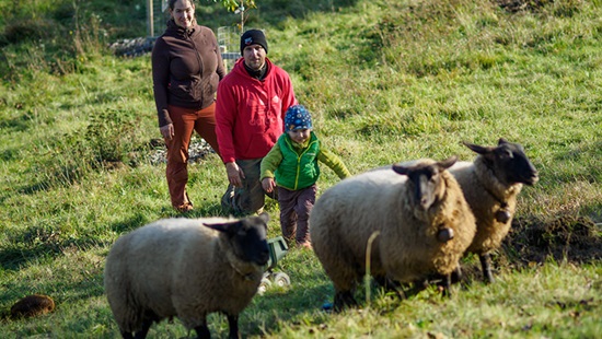 Silvia Viazankova and family walking with sheep on a hillside